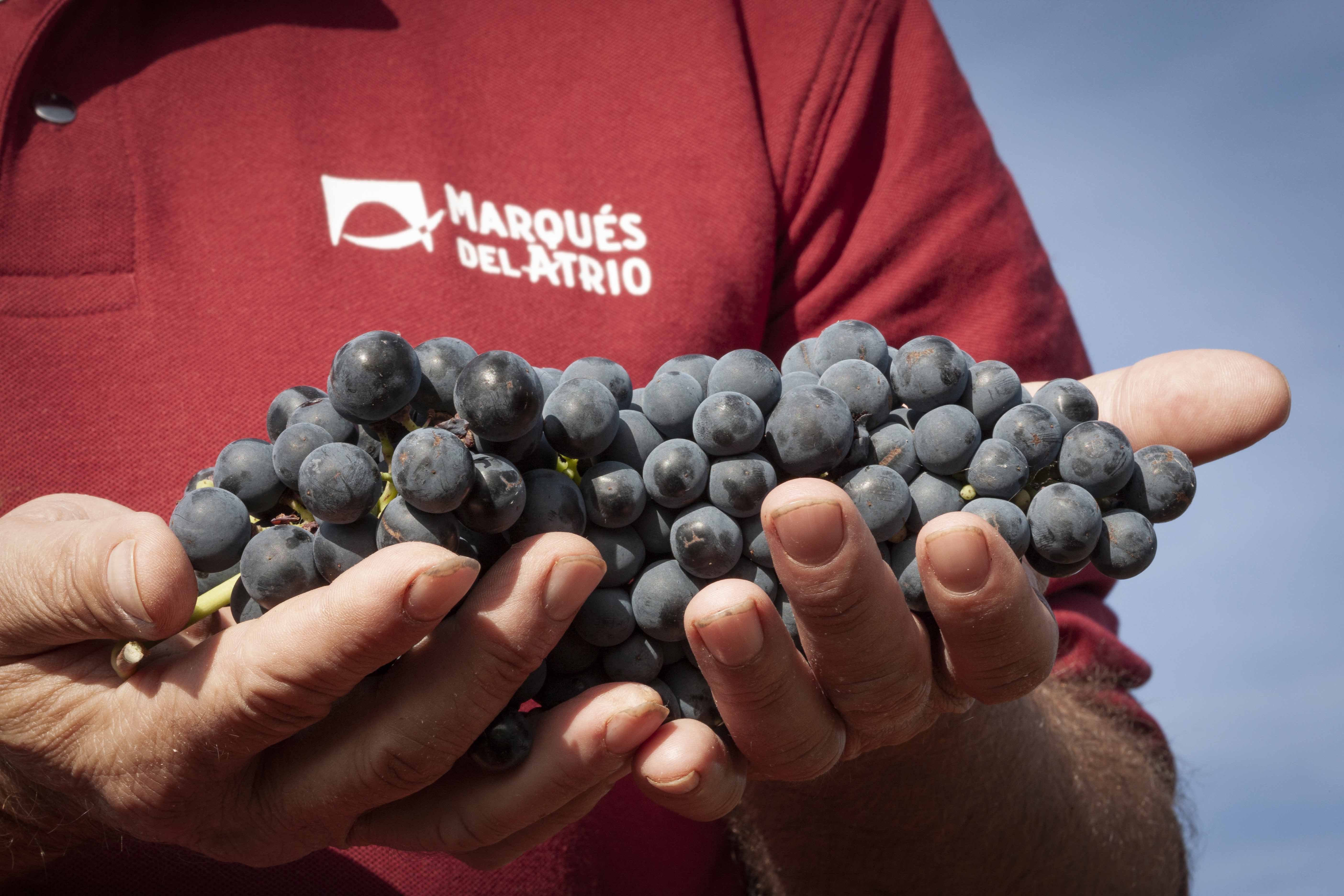 Rioja – Kraina tempranillo