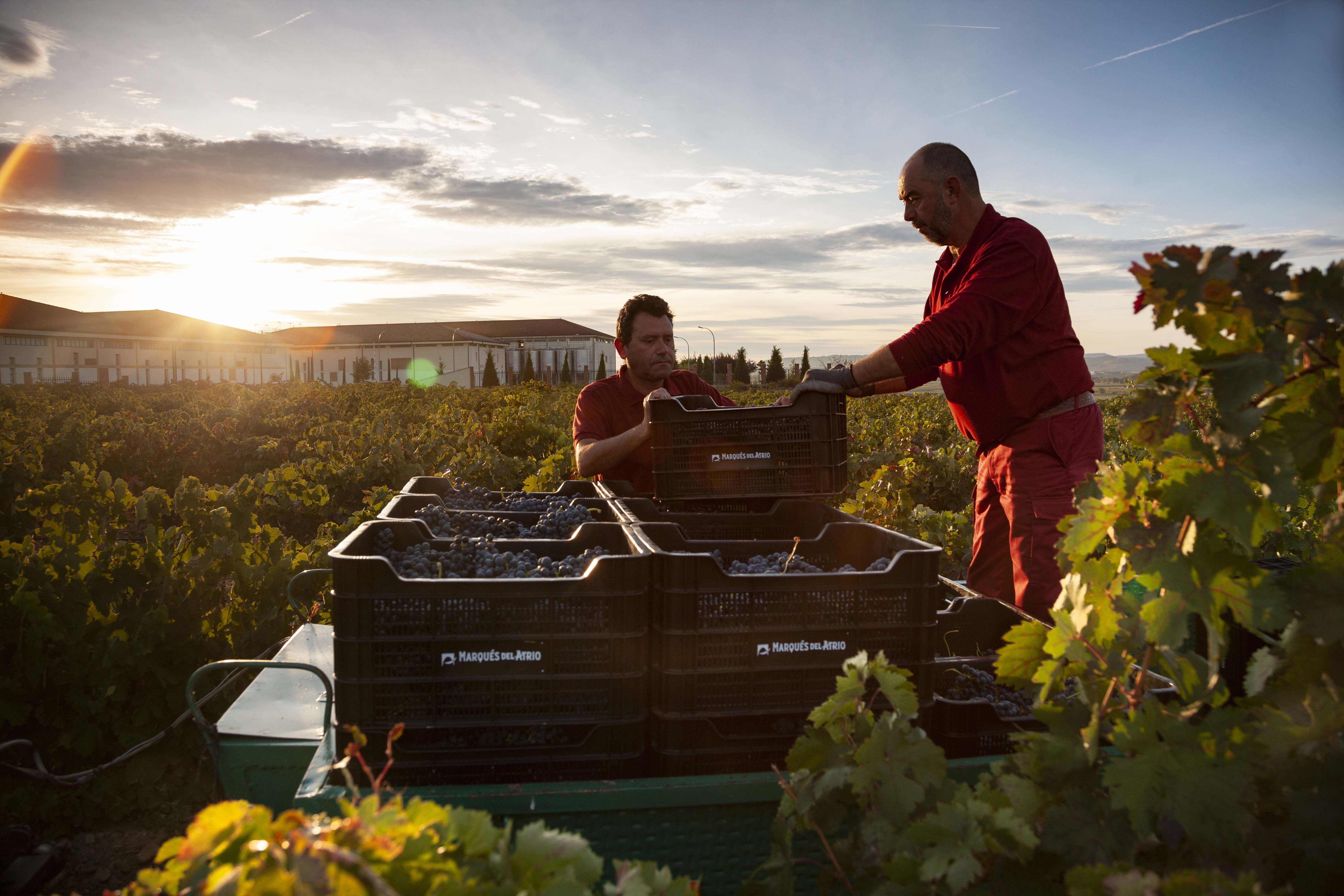 Tradycja, terroir, innowacja – doskonałe wina od Marques Del Atrio