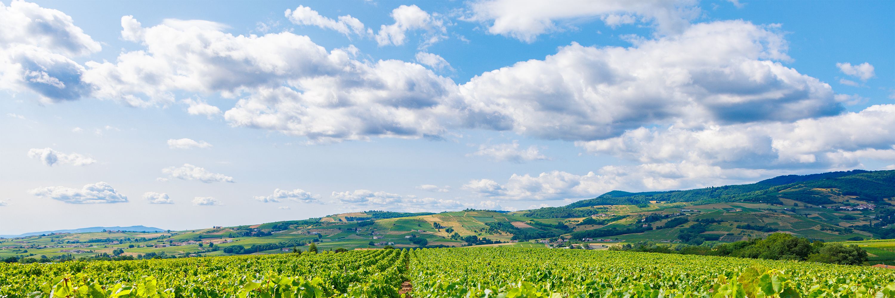 Loara – Królestwo sauvignon blanc