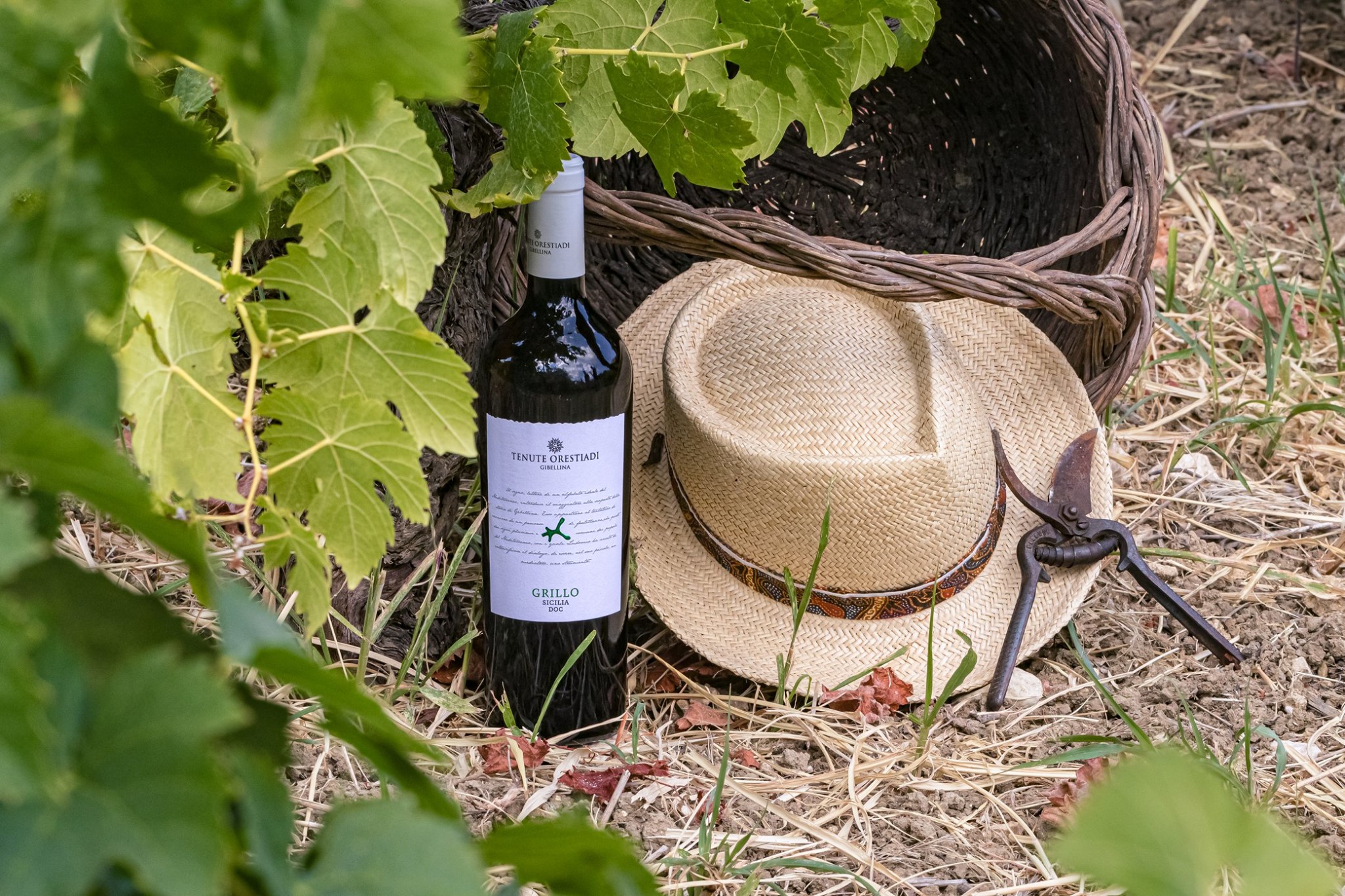 Sztuka, wino i odrodzenie Gibelliny 