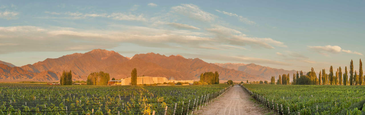 Poznaj wina z wysokogórskiej pustyni