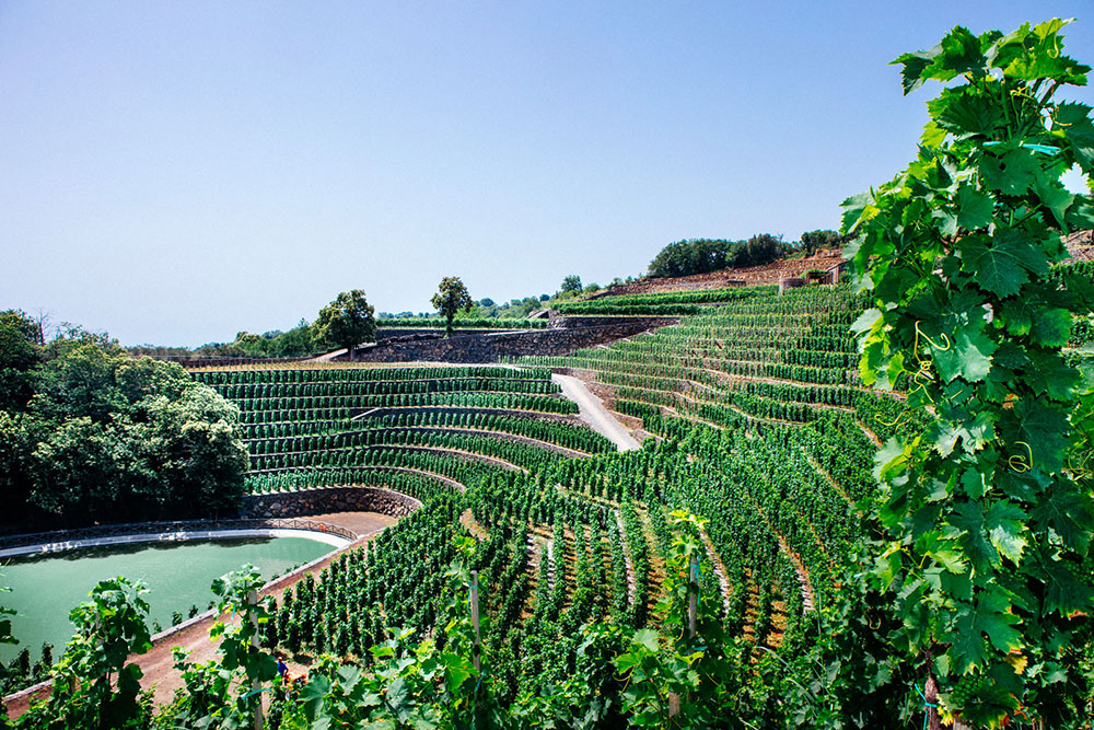 Wyjątkowy wieczór z sycylijskim winem!