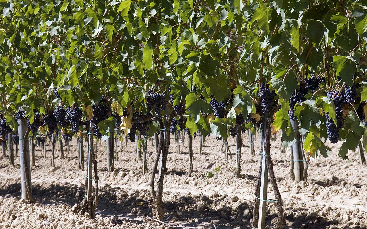 Sangiovese – charakterystyka szczepu, smak win i z czym je pić