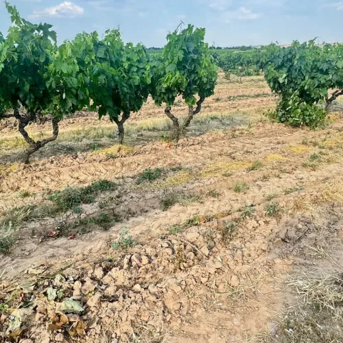 Gallery image 10