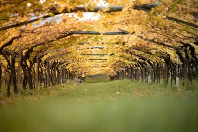 Ritterhof Weingut-Tenuta