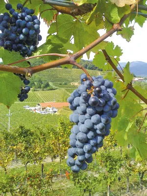 Bastianich