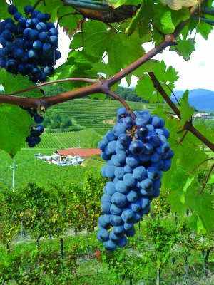 Bastianich