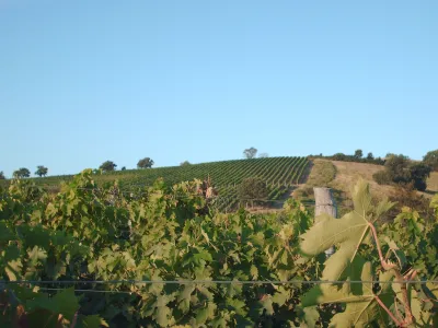 Bastianich