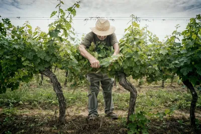 Casali Viticultori