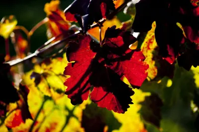 Casali Viticultori