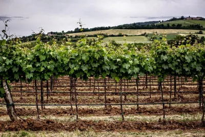 Casali Viticultori