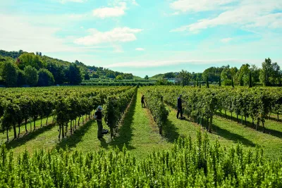 Tenuta Valleselle / Tinazzi