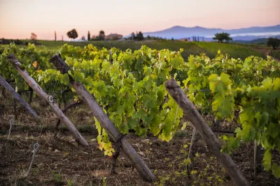 Ricasoli 1141