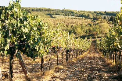 Rocca di Frassinello