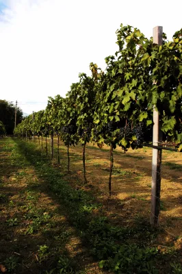 Podere Castorani