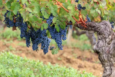 Tasca D'Almerita