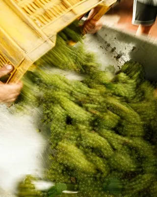 Montina Franciacorta