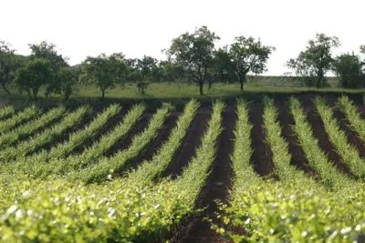Navajas