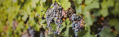 Bodegas Paniza
