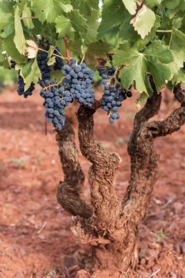 Bodegas Aragonesas
