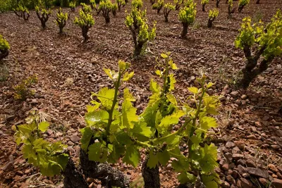 Bodegas Aragonesas