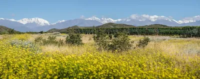 Zuccardi