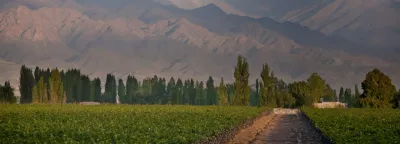 Zuccardi
