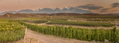Zuccardi