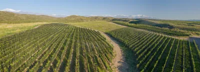 Zuccardi