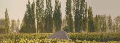 Zuccardi