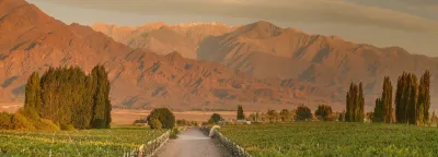 Zuccardi