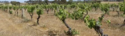 Chateau Tanunda