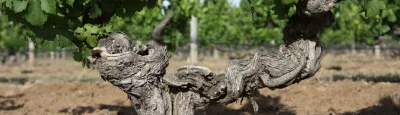 Chateau Tanunda