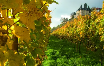 Weinbiet
