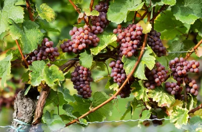 Weinbiet