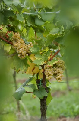 Weinbiet