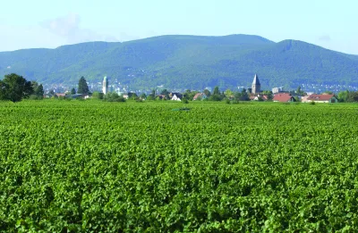 Weinbiet
