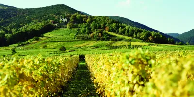 Weinbiet