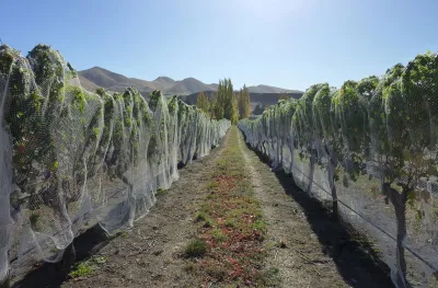 Waipara West