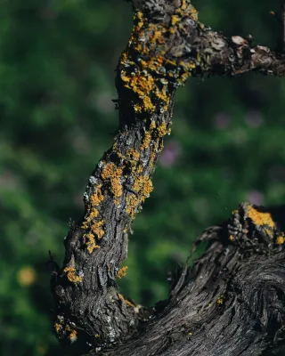 Quinta da Alorna