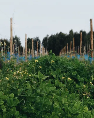 Quinta da Alorna