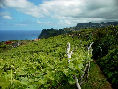 Barbeito Madeira