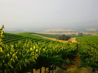 Scheid Family Wines