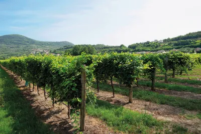 TOSER VINI