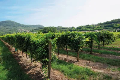 TOSER VINI
