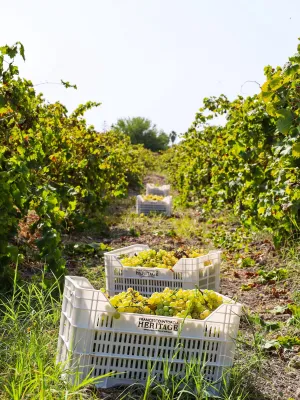 Cantine Intorcia / Marsala