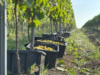 Pannon Tokaj