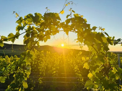 Pannon Tokaj