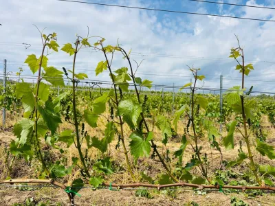 Pannon Tokaj