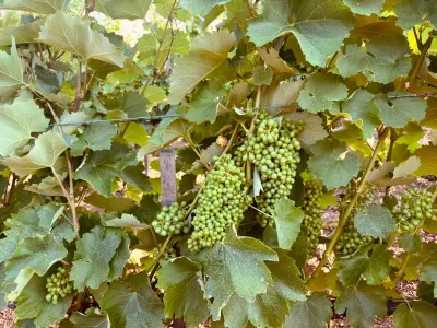 Pannon Tokaj